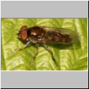 Platycheirus peltatus - Schwebfliege m05.jpg